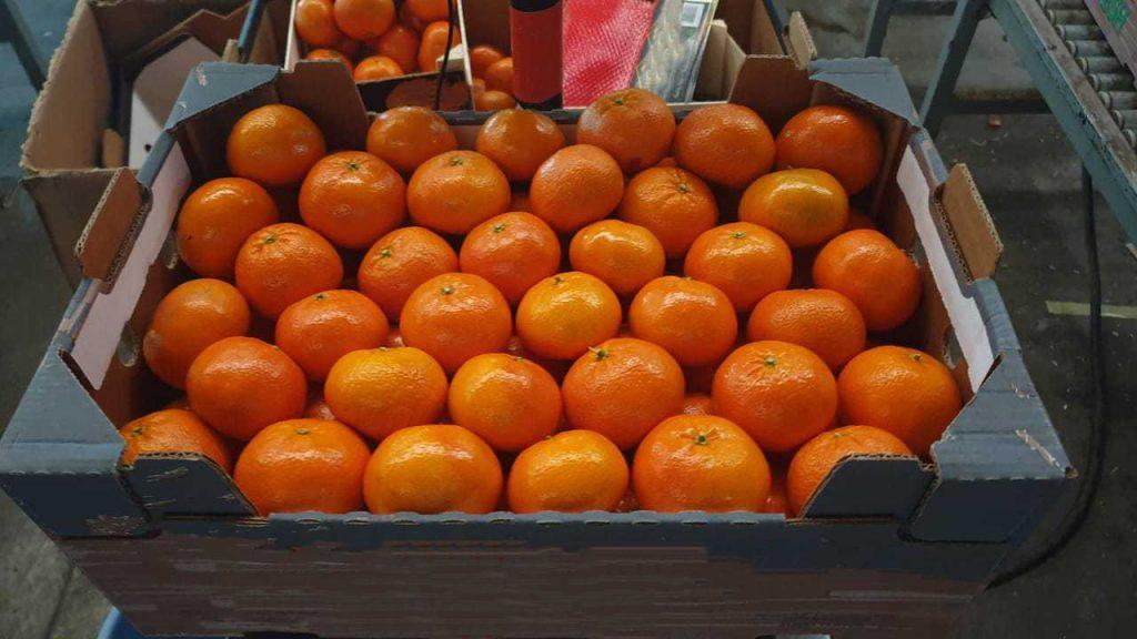 Morocco-Fresh-Mandarin