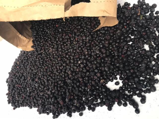 johannisbeeren-schwarz